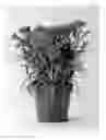 Fig. 02 - CARNATION PLANT NAMED 'CFPC CHEERFUL'