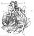 Fig. 01 - Deletion mutant of multi-copper oxidase and its use in dyeing