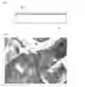 Fig. 02 - SHEET-LIKE ARTICLE AND METHOD FOR MAKING THE SAME