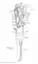 Fig. 07 - Mechanical climbing aid of the cam type