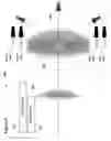 Fig. 06 - Lateral gaze angle estimation using relative eye separation