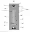 Fig. 01 - LED lamp including light guide and method of reflecting light using same