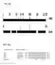 Fig. 09 - Cupredoxin derived transport agents and methods of use thereof