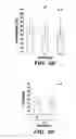 Fig. 09 - Method of Enhancing Proliferation and/or Hematopoietic Differentiation of Stem Cells
