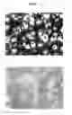 Fig. 02 - Agent for promoting corneal endothelial cell adhesion