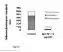 Fig. 07 - Methods of inhibiting the binding of P-selectin to PSGL-1 with anti-P-selectin antibodies