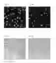 Fig. 02 - Micro-particles, blood-substitute and method for forming same