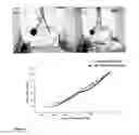 Fig. 09 - Water Based Intumescent Coating Formulation Especially Suitable For Structural Steel Components In Civil Engineering