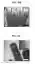 Fig. 09 - Negative electrode including group 14 metal/metalloid nanotubes, lithium battery including the negative electrode, and method of manufacturing the negative electrode