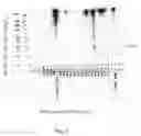 Fig. 04 - Antibodies for oncogenic strains of HPV and methods of their use