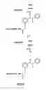 Fig. 06 - METHOD OF DETERMINING THE NUCLEOTIDE SEQUENCE OF OLIGONUCLEOTIDES AND DNA MOLECULES