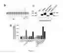 Fig. 04 - METHOD OF IDENTIFYING AGENTS WHICH MODULATE THE ACTIVITY OF CALCIUM-ACTIVATED CHLORIDE CHANNEL