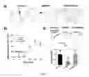 Fig. 12 - METHOD OF IDENTIFYING AGENTS WHICH MODULATE THE ACTIVITY OF CALCIUM-ACTIVATED CHLORIDE CHANNEL