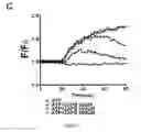 Fig. 20 - METHOD OF IDENTIFYING AGENTS WHICH MODULATE THE ACTIVITY OF CALCIUM-ACTIVATED CHLORIDE CHANNEL
