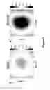 Fig. 07 - Fluorescence microscope in a microwave cavity