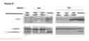 Fig. 07 - Methods for the delivery of toxins or enzymatically active portions thereof