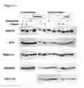Fig. 08 - Methods for the delivery of toxins or enzymatically active portions thereof