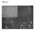 Fig. 08 - IMMOBILIZED ENZYMES AND USES THEREOF