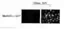 Fig. 01 - NON-REPLICATING PARAMYXOVIRIDAE VIRUS VECTOR
