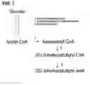Fig. 02 - Preparing method for (S)-3hydroxybutyric acid and (S)-3 hydroxybutyrate ester using recombinant microorganism
