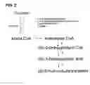Fig. 03 - Preparing method for (S)-3hydroxybutyric acid and (S)-3 hydroxybutyrate ester using recombinant microorganism