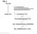 Fig. 04 - Preparing method for (S)-3hydroxybutyric acid and (S)-3 hydroxybutyrate ester using recombinant microorganism