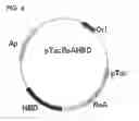 Fig. 05 - Preparing method for (S)-3hydroxybutyric acid and (S)-3 hydroxybutyrate ester using recombinant microorganism