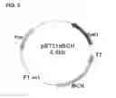 Fig. 06 - Preparing method for (S)-3hydroxybutyric acid and (S)-3 hydroxybutyrate ester using recombinant microorganism