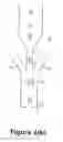Fig. 08 - Light Transmitted Assay Beads