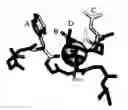 Fig. 01 - Cyclic receptor-associated protein (RAP) peptides