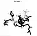 Fig. 02 - Cyclic receptor-associated protein (RAP) peptides