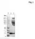 Fig. 02 - METHOD FOR THE PRODUCTION OF CONJUGATES OF INSULIN-LIKE GROWTH FACTOR-1 AND POLY(ETHYLENE GLYCOL)