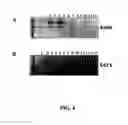 Fig. 05 - crystal polypeptides, polynucleotides, and compositions thereof
