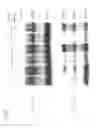 Fig. 06 - METHODS OF TREATMENT USING SIRT MODULATORS AND COMPOSITIONS CONTAINING SIRT1 MODULATORS