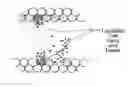 Fig. 01 - Systems and methods for treating superficial venous malformations like spider veins