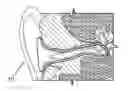 Fig. 01 - Vestibular stimulation apparatus and associated methods of use