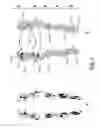 Fig. 02 - LAMININ BINDING SITE