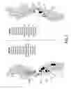 Fig. 06 - LAMININ BINDING SITE