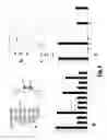 Fig. 07 - LAMININ BINDING SITE