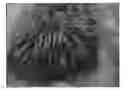 Fig. 01 - Pennisetum 'Tift-23'