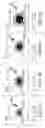 Fig. 02 - Electrical Cable