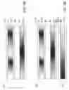 Fig. 07 - Image display capable of being an electronic curtain