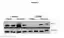 Fig. 07 - Compositions and methods for visualizing and eliminating cancer stem cells