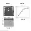 Fig. 03 - Deletion of the beta 20-21 loop in HIV gp120 exposes the CD4 binding site for improved antibody binding and antibody induction