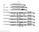 Fig. 02 - EFFICIENTLY REPLICABLE HEPTITIS C VIRUS MUTANT, A HEPTITIS C VIRUS MUTANT COMPRISING REPORTER GENE, A METHOD OF PREPARING OF HCV VACCINE USING THE SAME AND A METHOD OF SCREENING ANTI HCV COMPOSITION USING THE SAME
