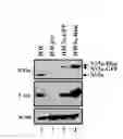 Fig. 03 - EFFICIENTLY REPLICABLE HEPTITIS C VIRUS MUTANT, A HEPTITIS C VIRUS MUTANT COMPRISING REPORTER GENE, A METHOD OF PREPARING OF HCV VACCINE USING THE SAME AND A METHOD OF SCREENING ANTI HCV COMPOSITION USING THE SAME