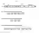 Fig. 23 - EFFICIENTLY REPLICABLE HEPTITIS C VIRUS MUTANT, A HEPTITIS C VIRUS MUTANT COMPRISING REPORTER GENE, A METHOD OF PREPARING OF HCV VACCINE USING THE SAME AND A METHOD OF SCREENING ANTI HCV COMPOSITION USING THE SAME