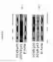 Fig. 28 - Policosanol nanoparticles