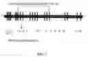 Fig. 02 - Method for the detection of predisposition to high altitude pulmonary edema