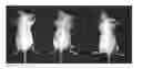 Fig. 01 - MAMMAL DEDICATED CELL LINE